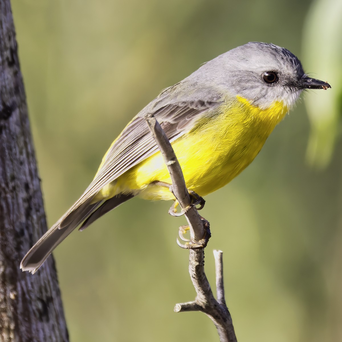 Eastern Yellow Robin - ML636933337