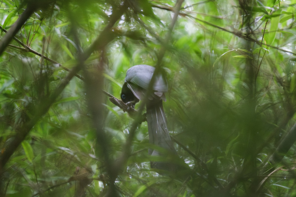 Racket-tailed Treepie - ML636933339