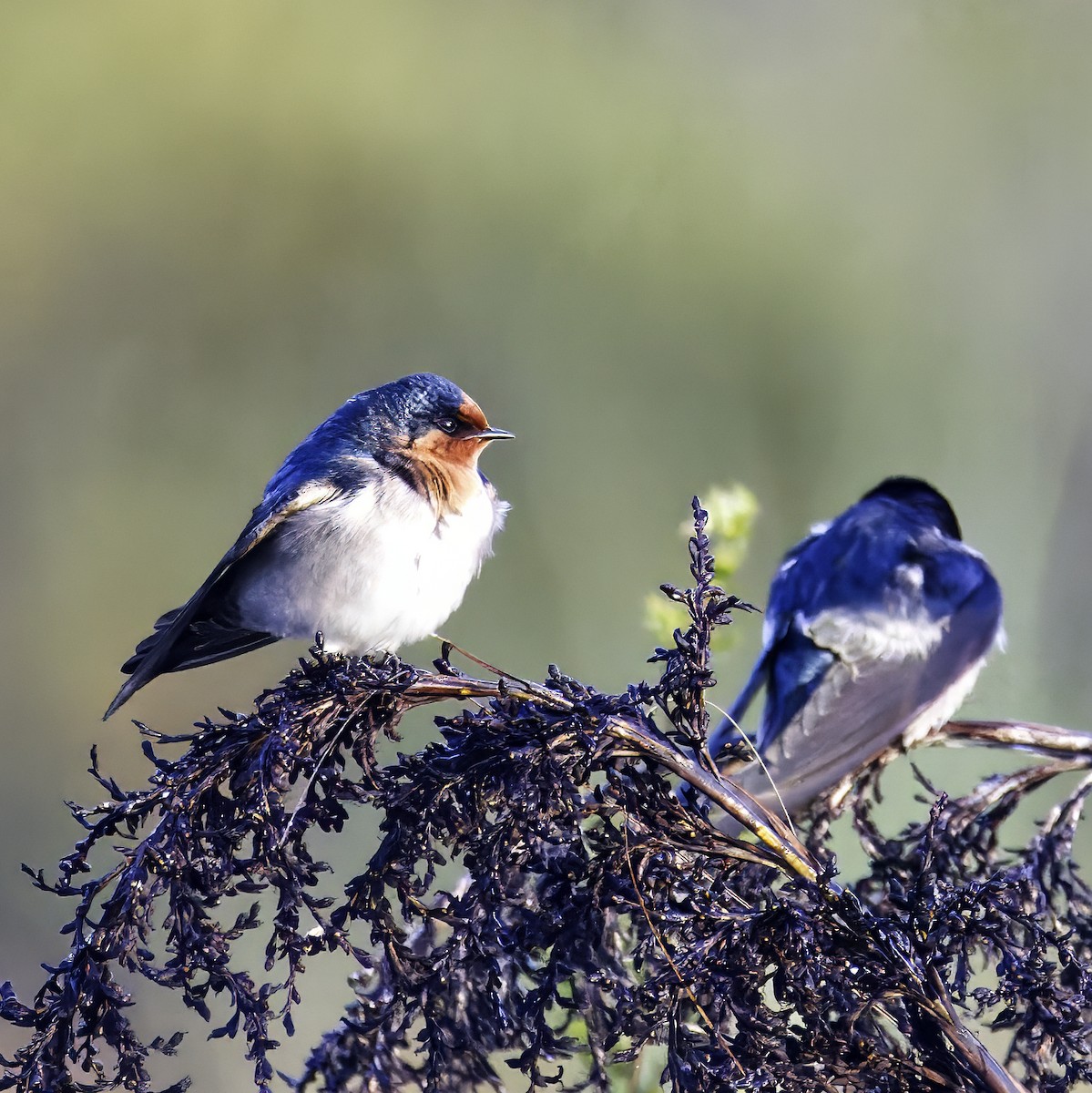 Welcome Swallow - ML636933340