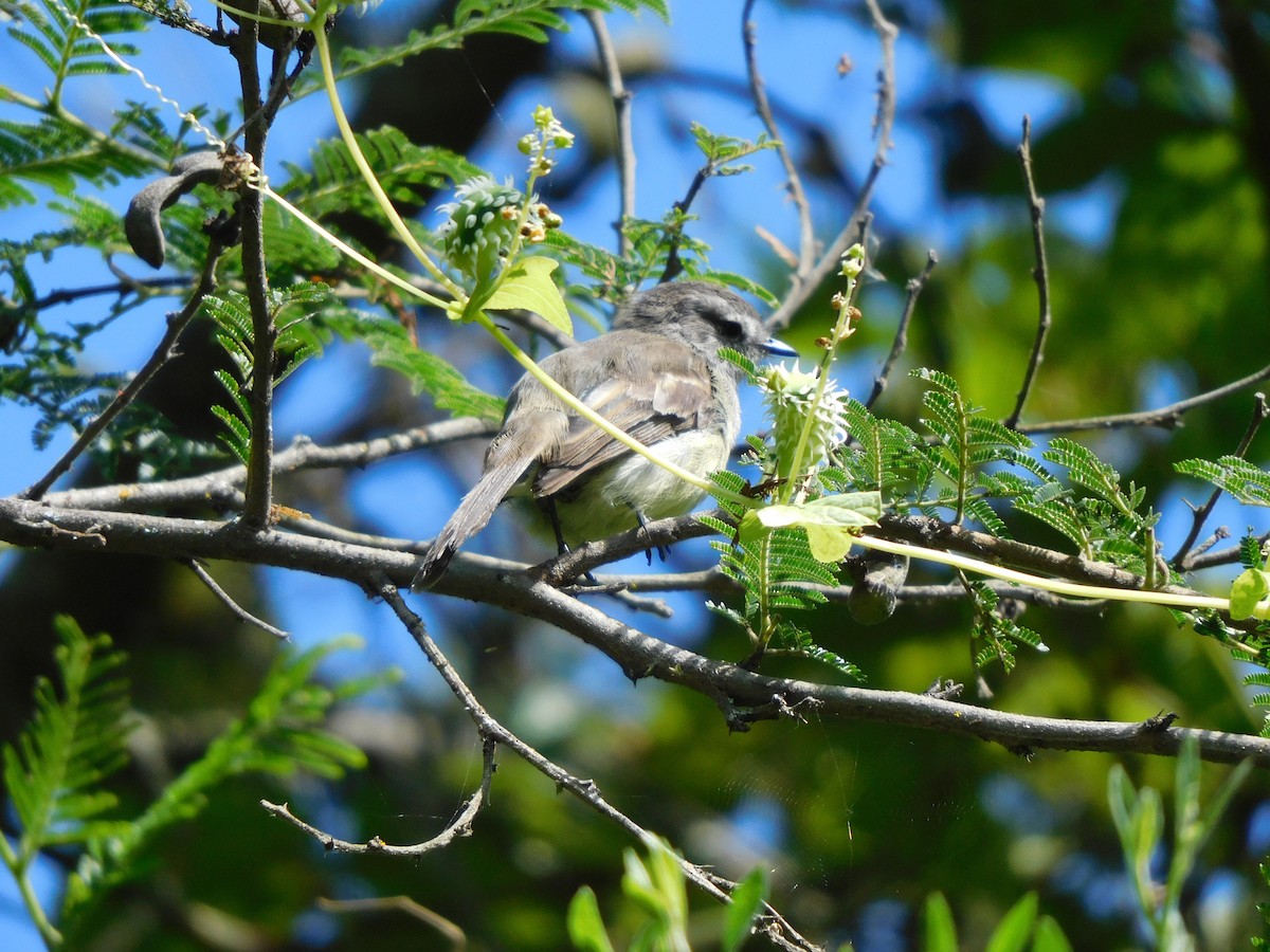 Marañon Tyrannulet - ML636933342