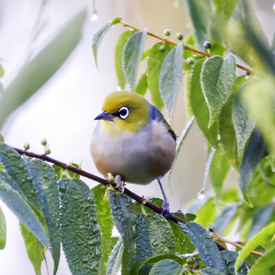 Silvereye - ML636933346