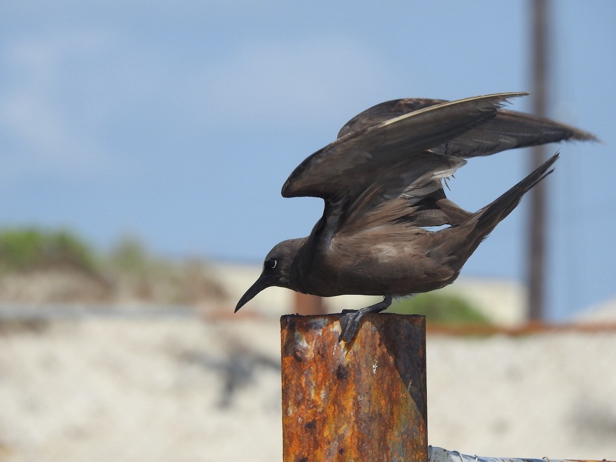 Brown Noddy - ML636933411