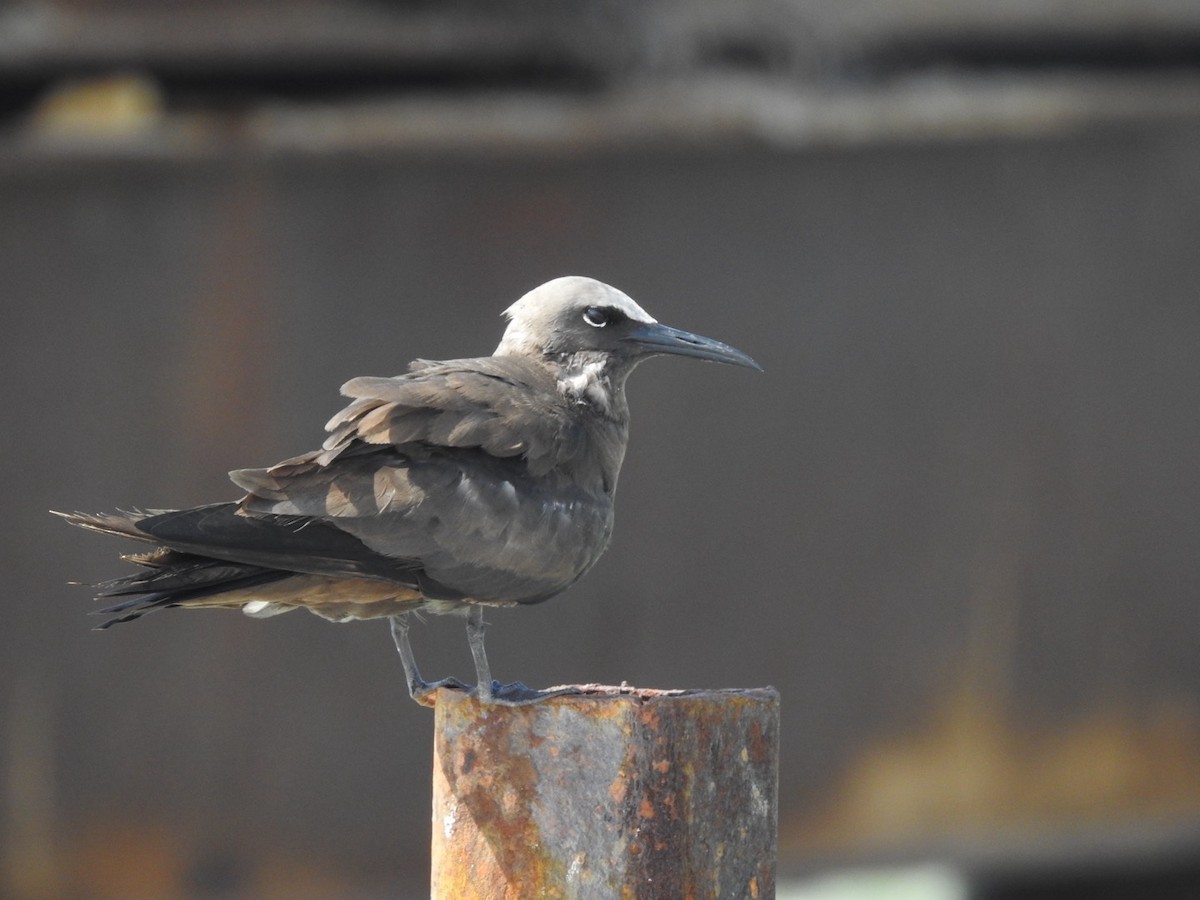 Brown Noddy - ML636933412