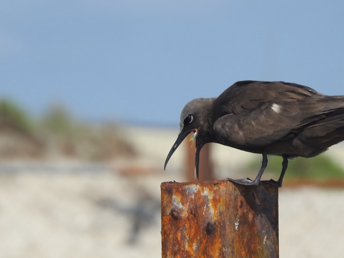 Brown Noddy - ML636933413