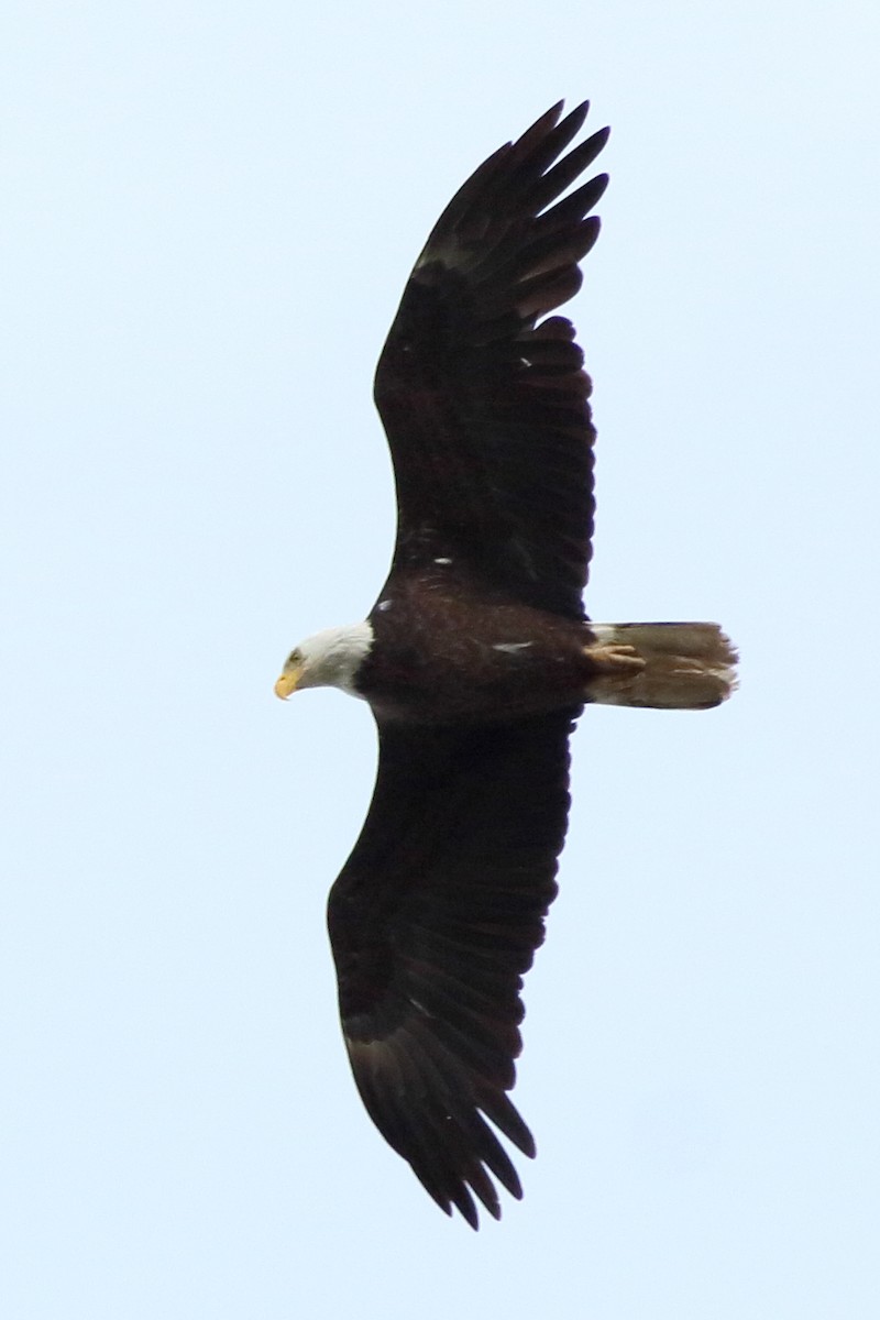 Bald Eagle - ML636933696