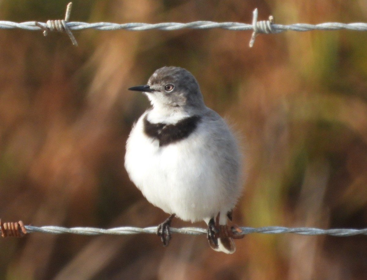White-fronted Chat - ML636933813
