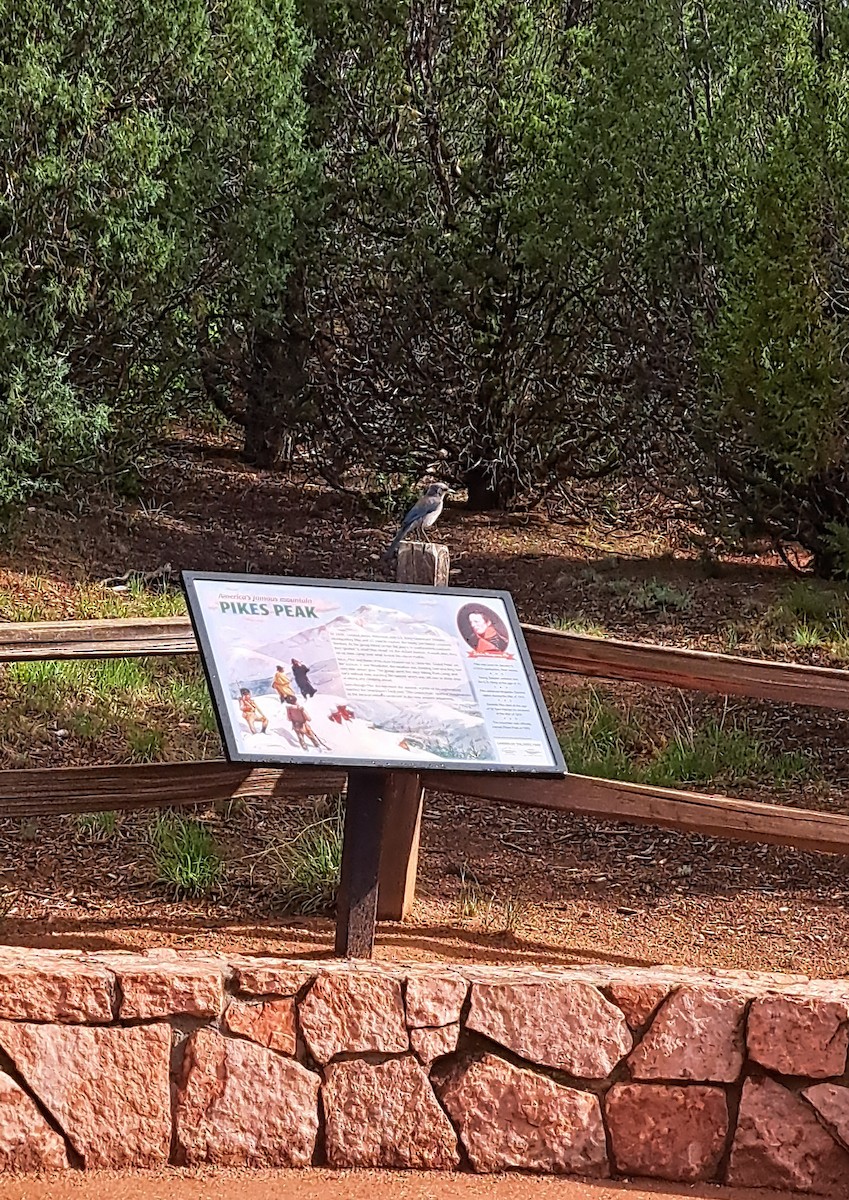 Woodhouse's Scrub-Jay - ML636933822