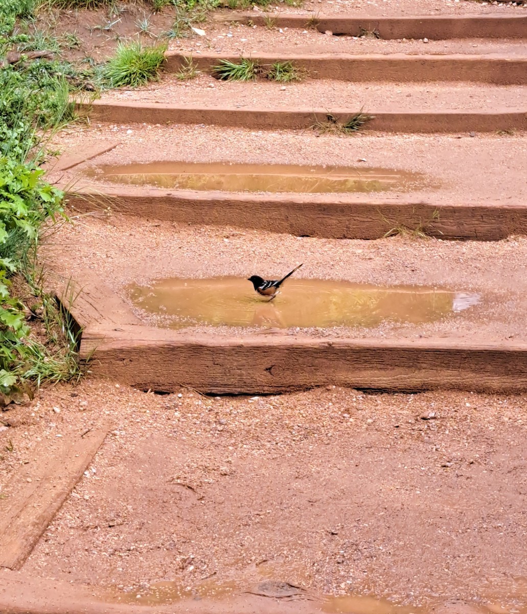 Spotted Towhee - ML636933837