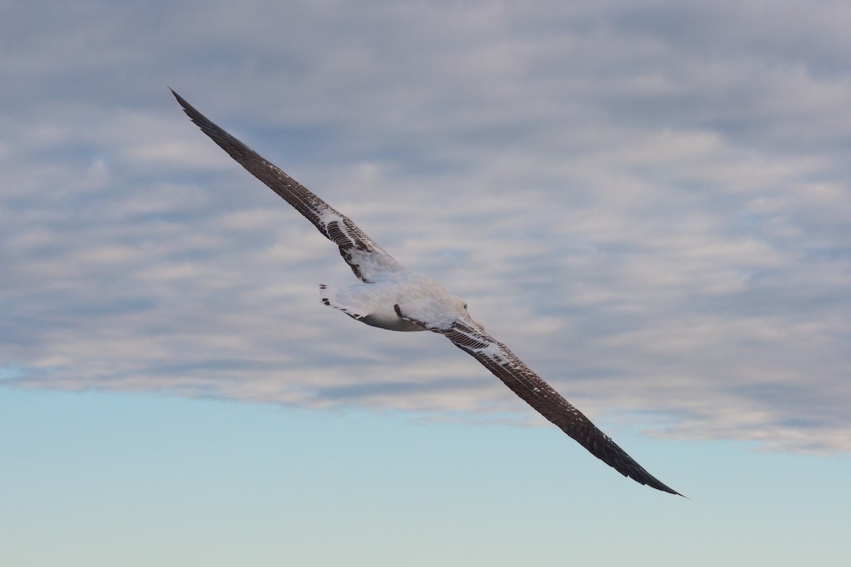 Albatros Viajero/de Tristán de Acuña/de las Antípodas - ML636934044