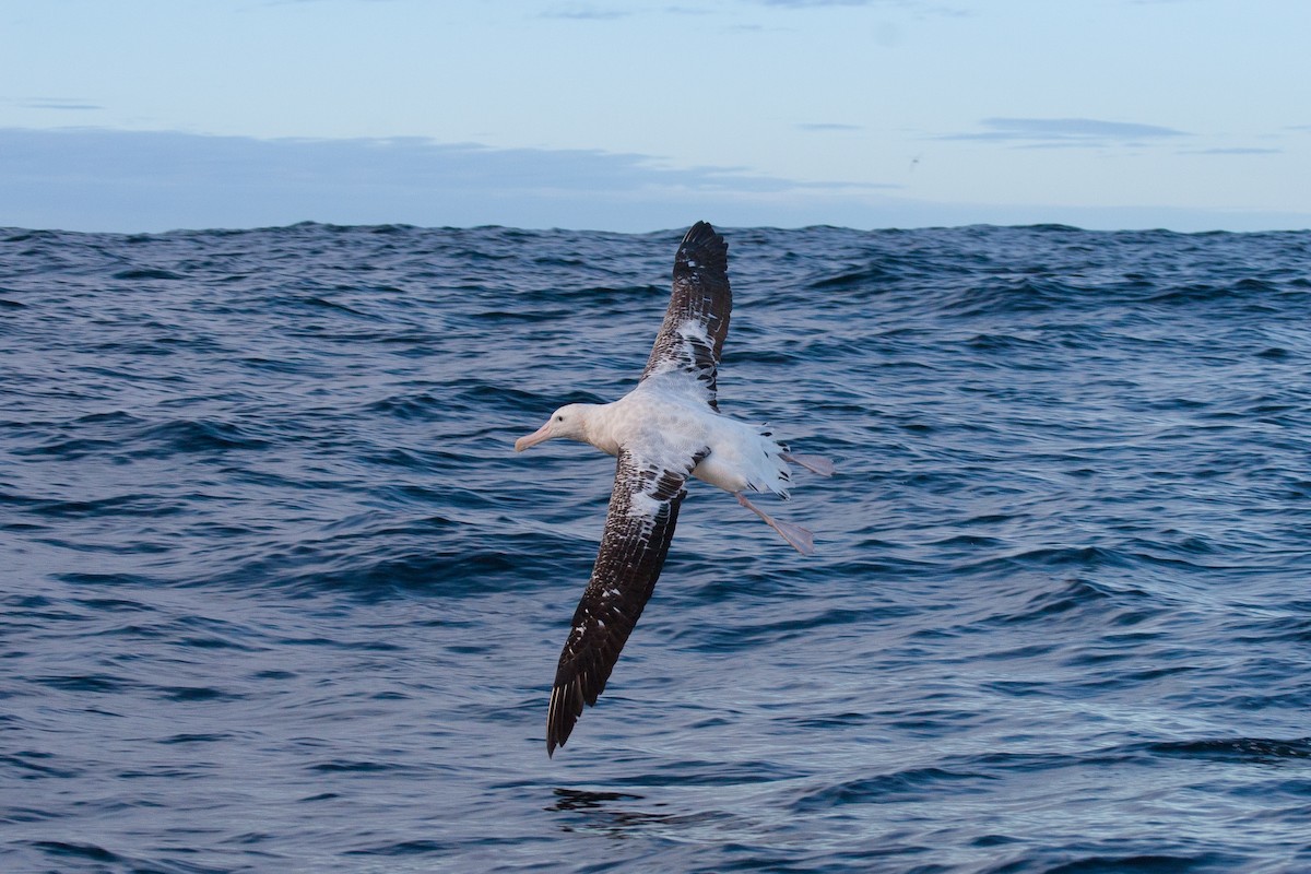 Albatros Viajero/de Tristán de Acuña/de las Antípodas - ML636934107