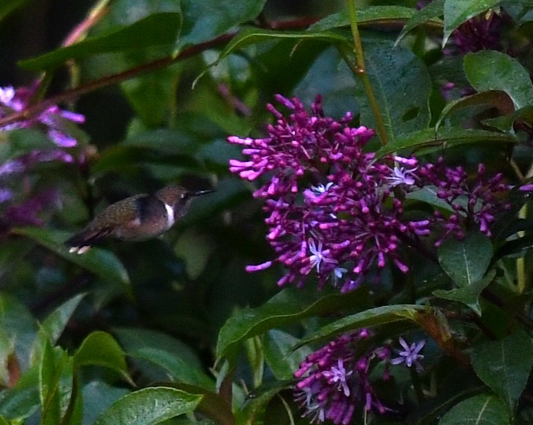 Volcano Hummingbird - ML636934114
