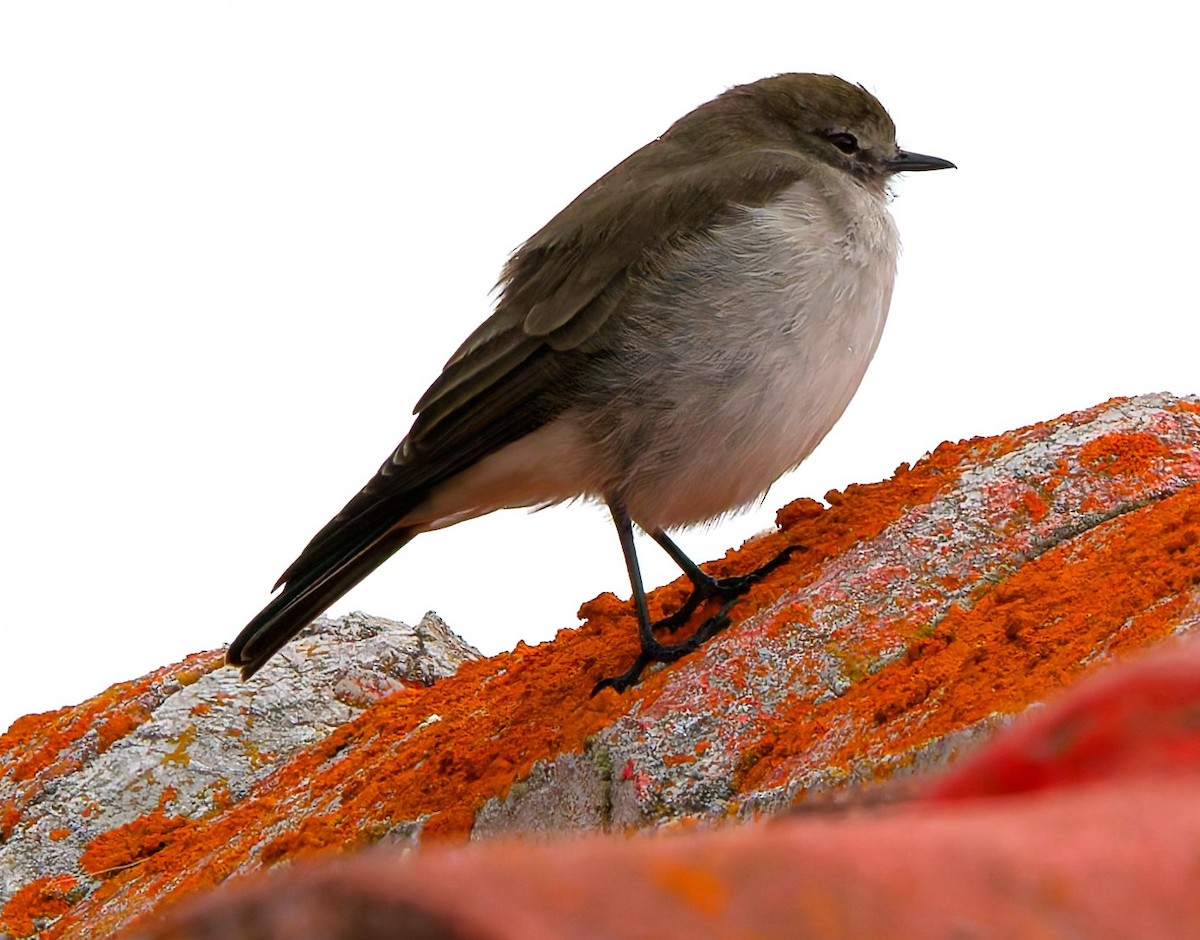Plain-capped Ground-Tyrant - ML636934122