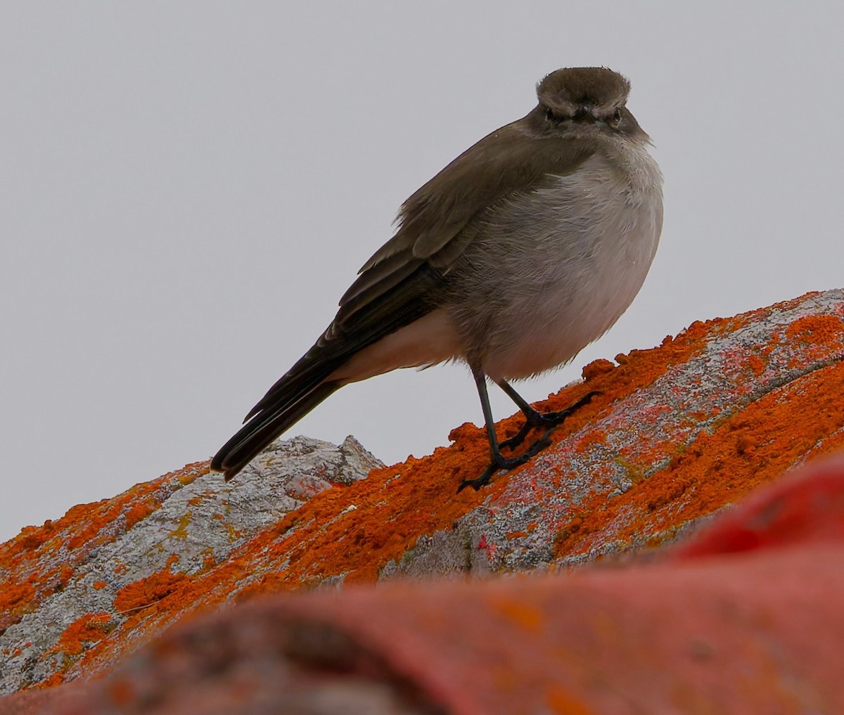 Plain-capped Ground-Tyrant - ML636934125