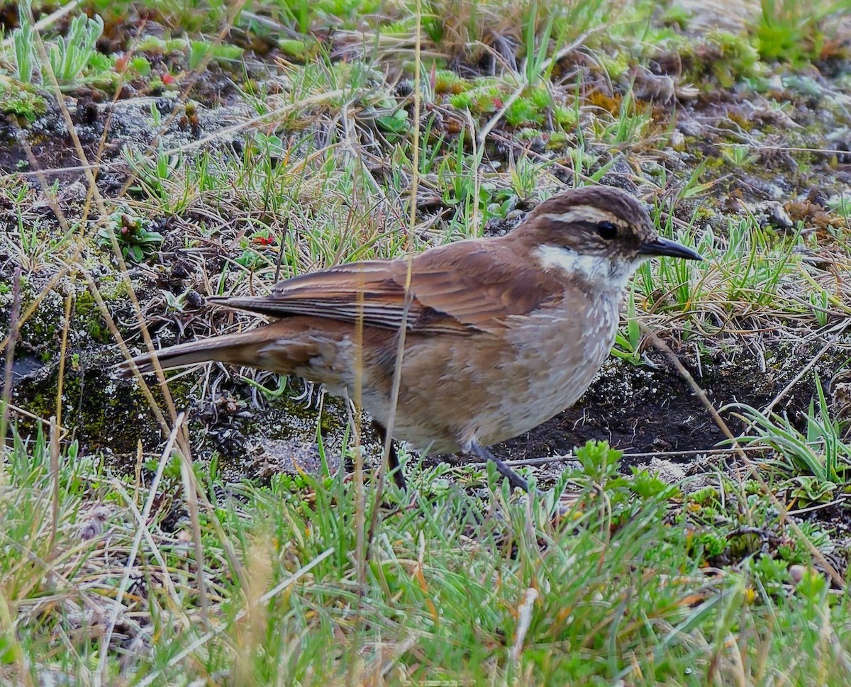 Chestnut-winged Cinclodes - ML636934240