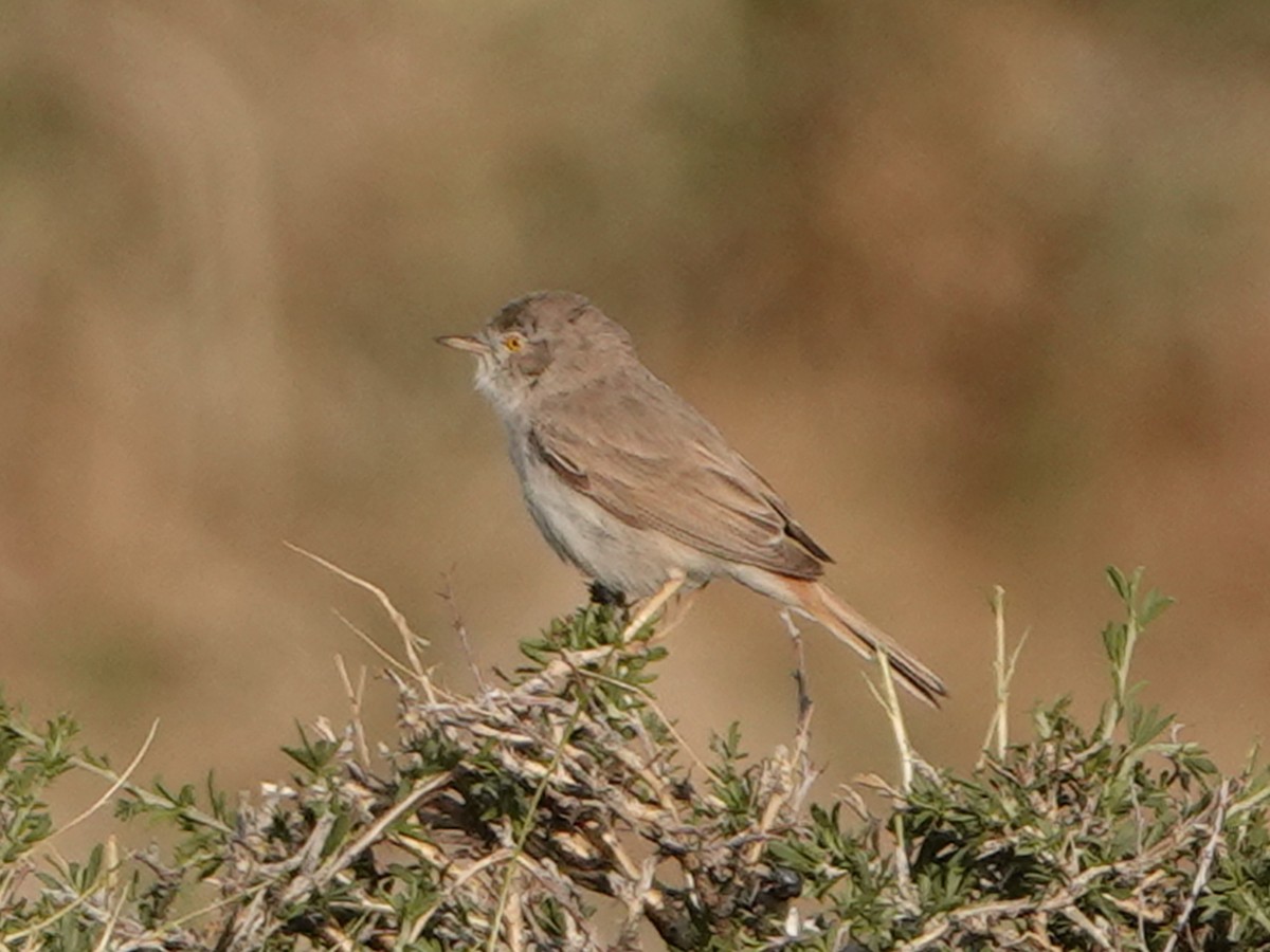 Asian Desert Warbler - ML636934269