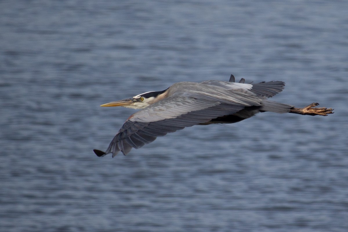 Great Blue Heron - ML636934314