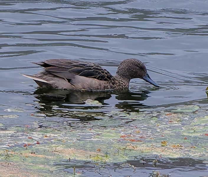 Andean Teal - ML636934358