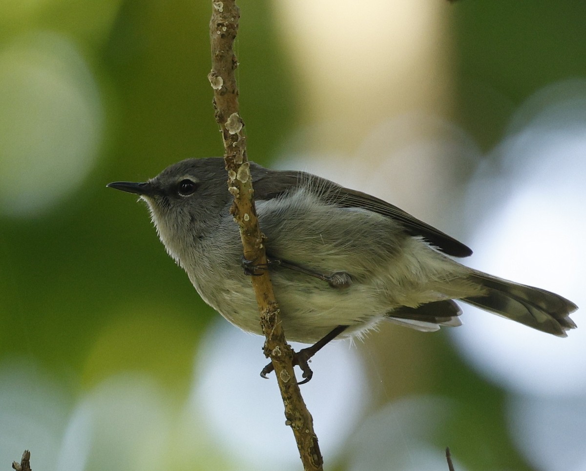 Norfolk Island Gerygone - ML636934360