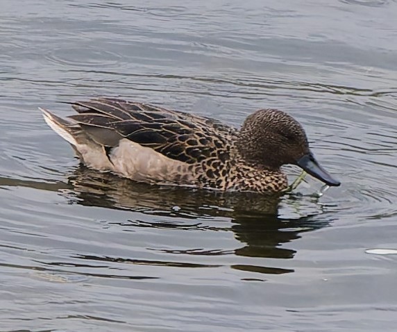 Andean Teal - ML636934365