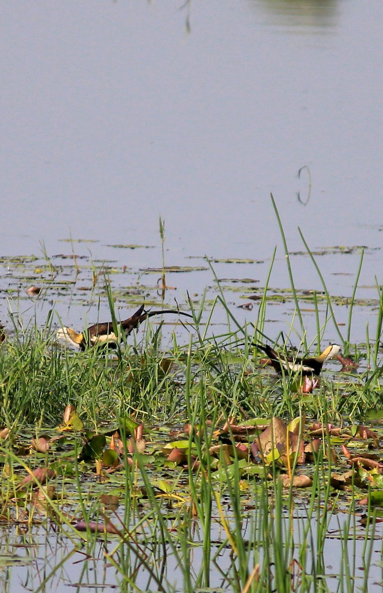 Jacana à longue queue - ML636934724