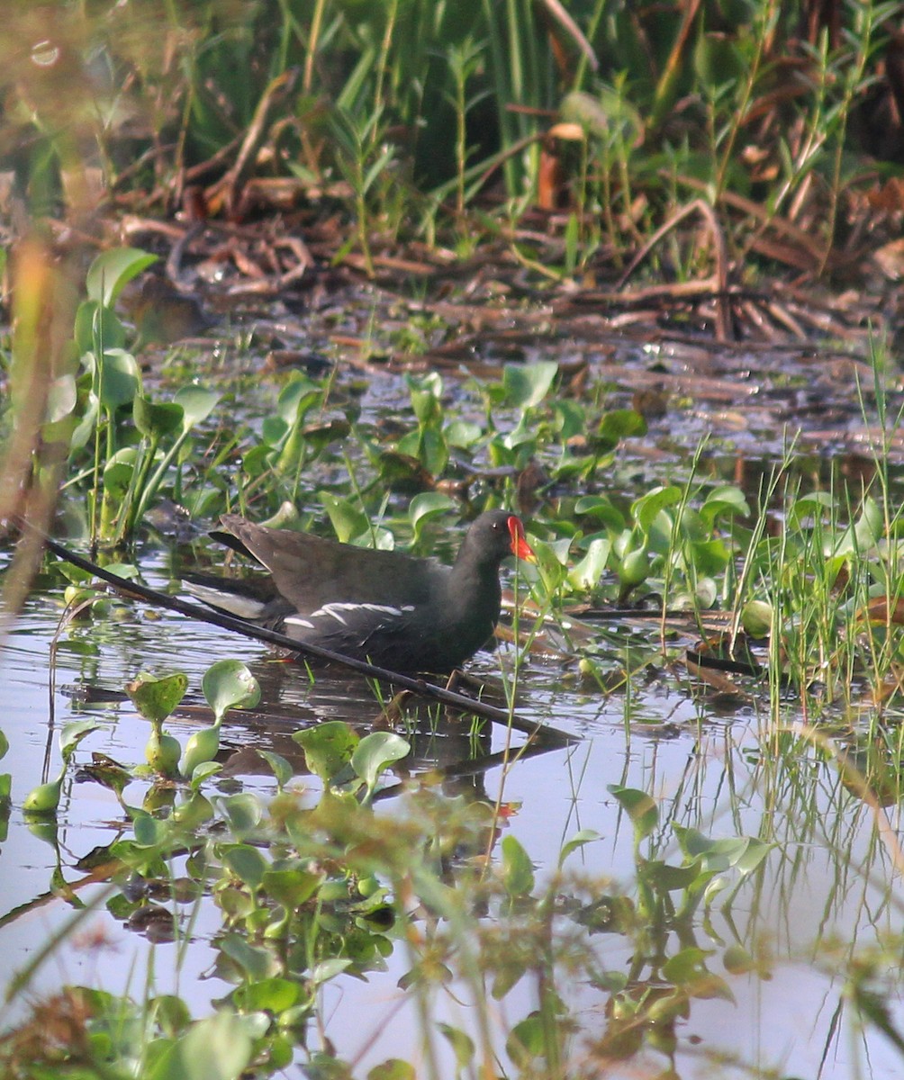 Gallinule poule-d'eau - ML636934737