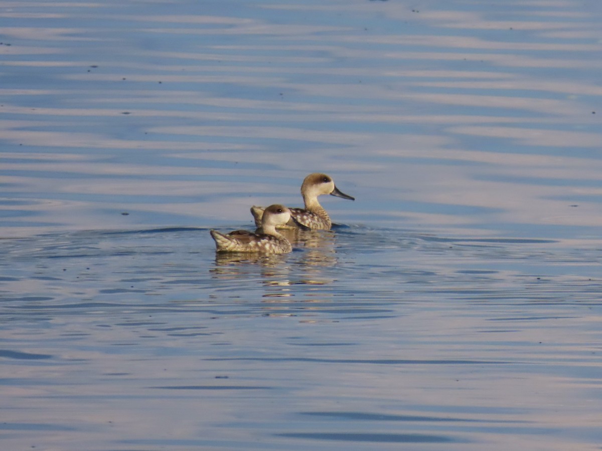 Marbled Duck - ML636934741