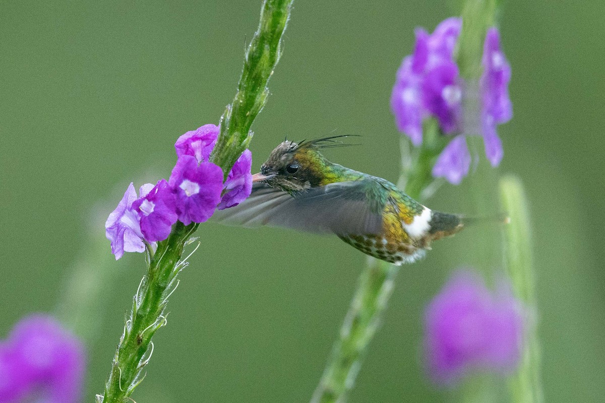 Black-crested Coquette - ML636934742