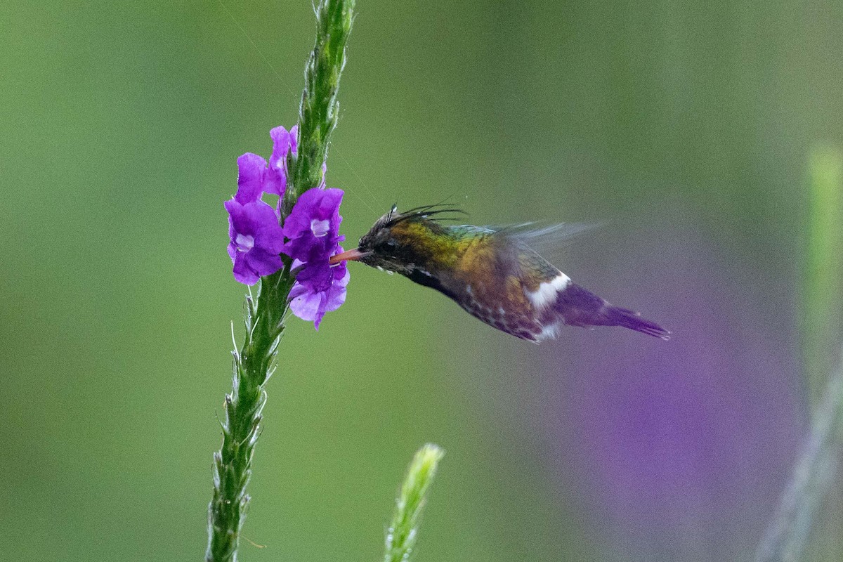 Black-crested Coquette - ML636934744