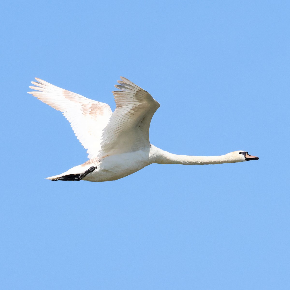 Mute Swan - ML636934761