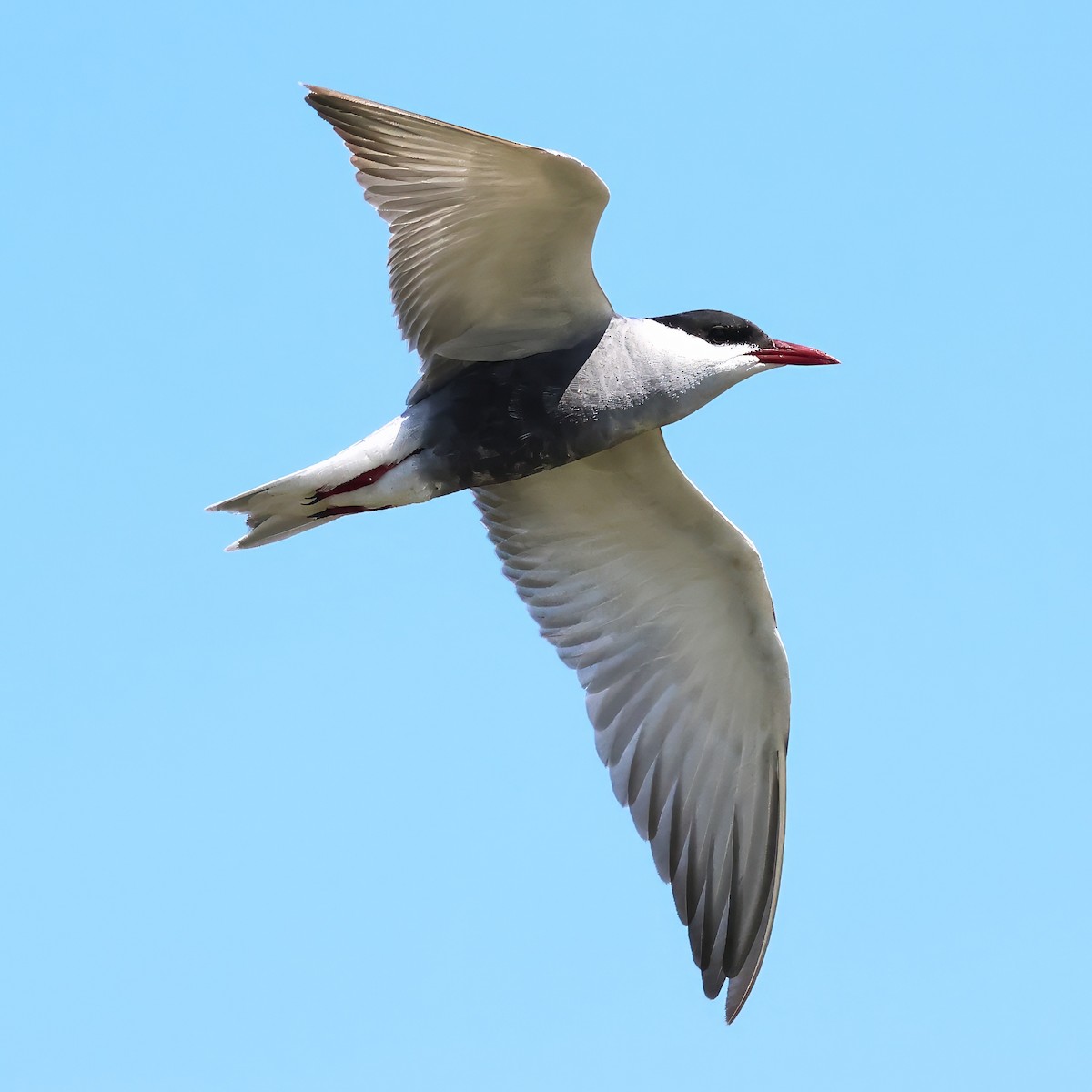 Whiskered Tern - ML636934767