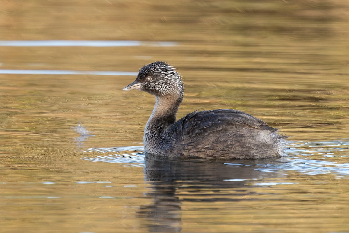Hoary-headed Grebe - ML636934768
