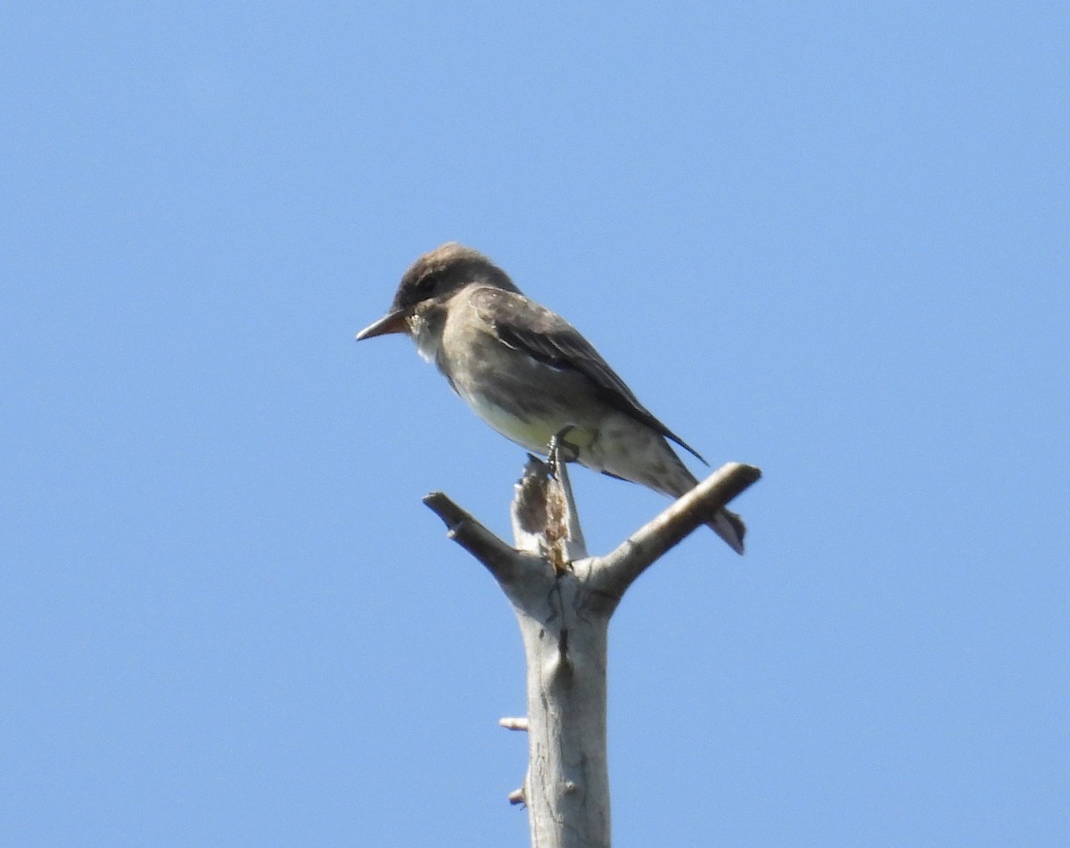 Olive-sided Flycatcher - ML636934819