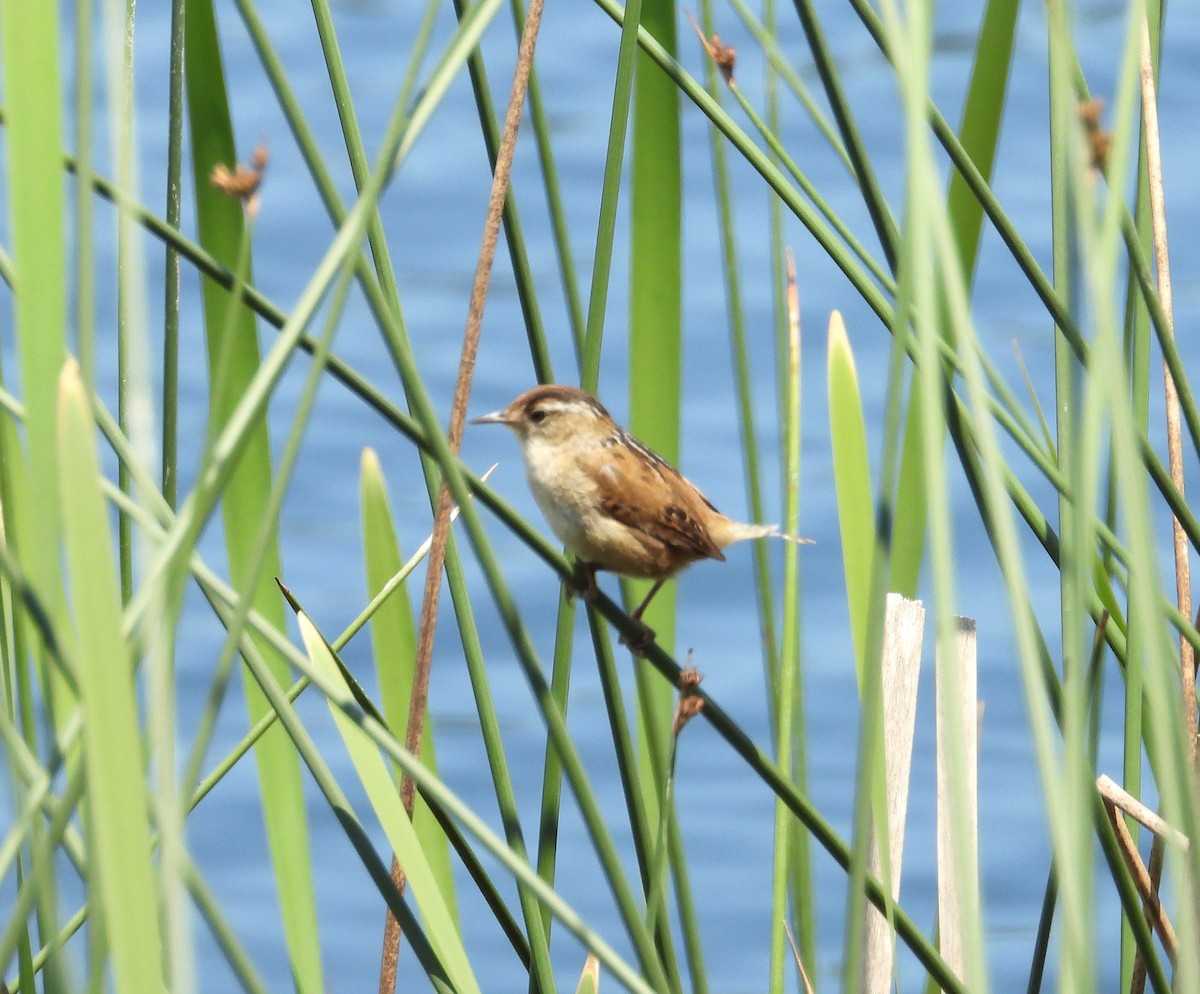 Marsh Wren - ML636934826