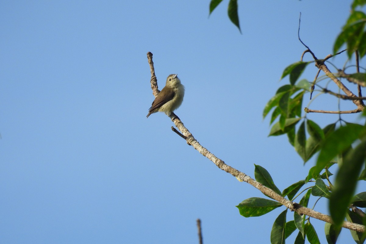 Nilgiri Flowerpecker - ML636934902