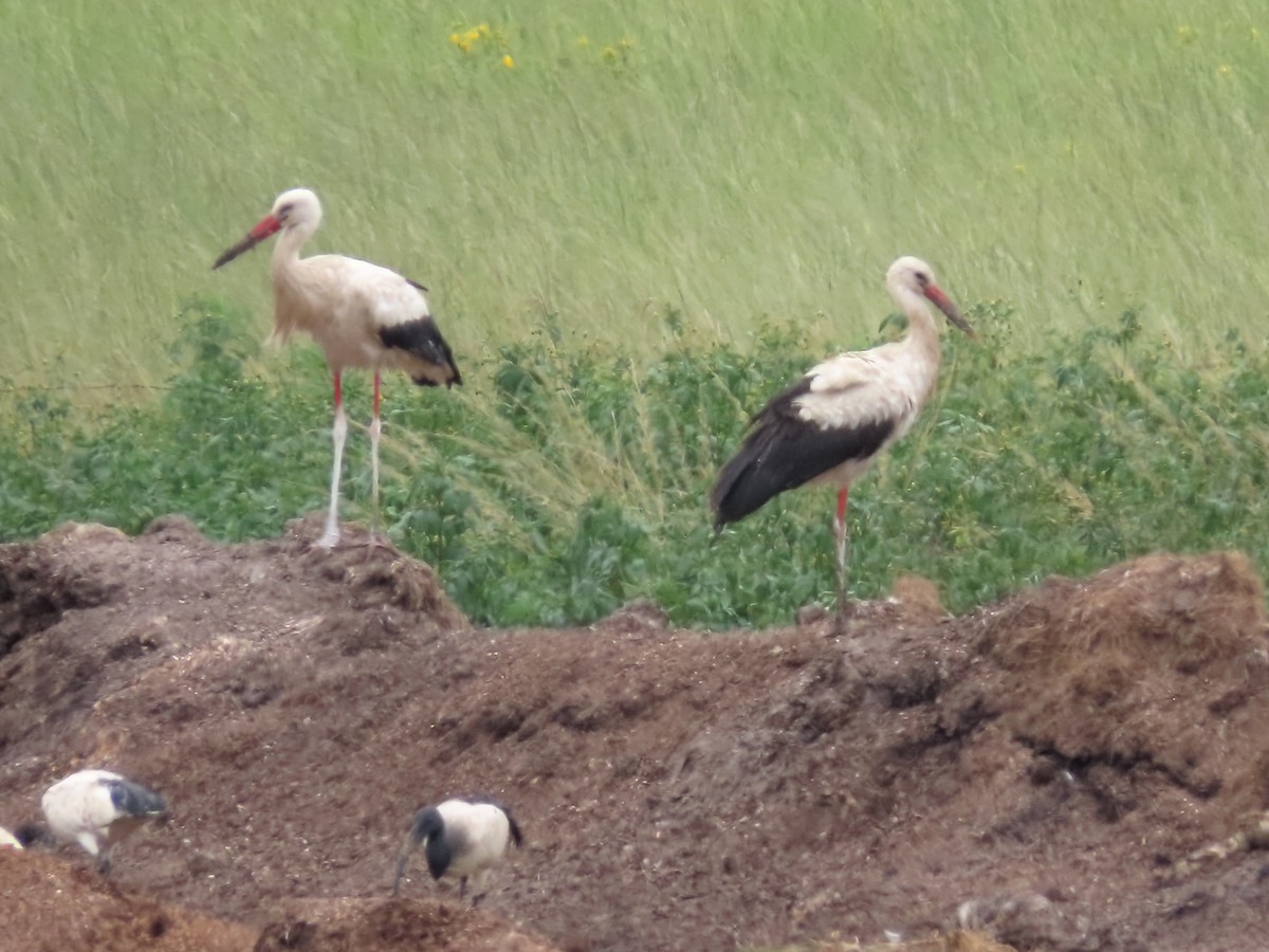 Cigogne blanche - ML636935147