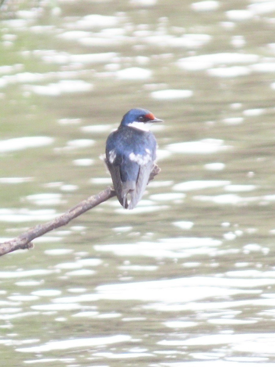White-throated Swallow - ML636935211