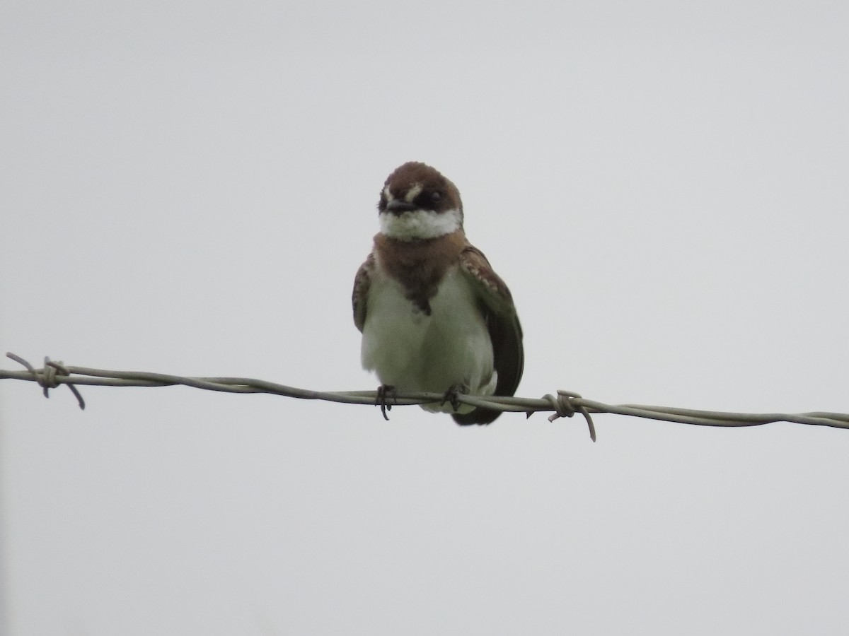 Banded Martin - ML636935259