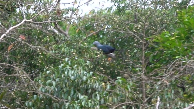 Nicobar Imperial-Pigeon - ML636935266