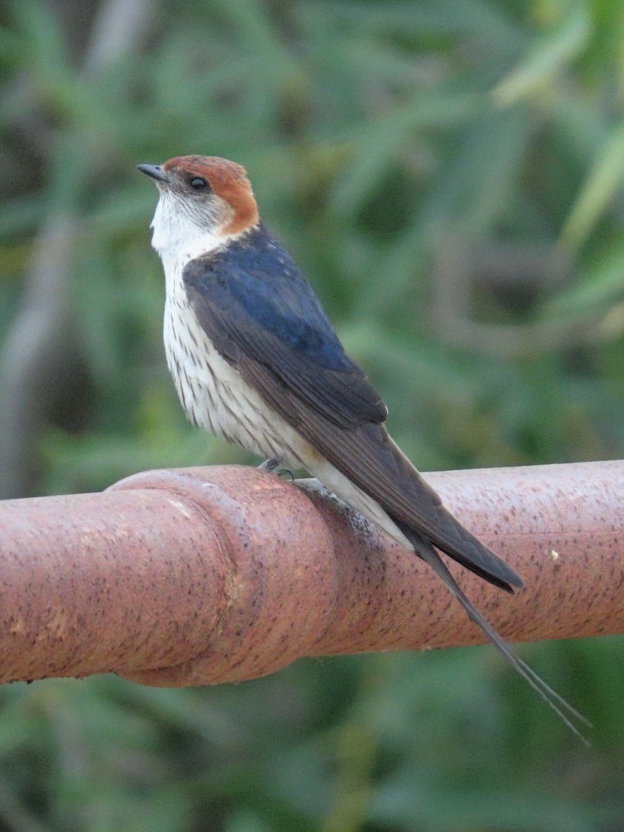Golondrina Cabecirrufa - ML636935340