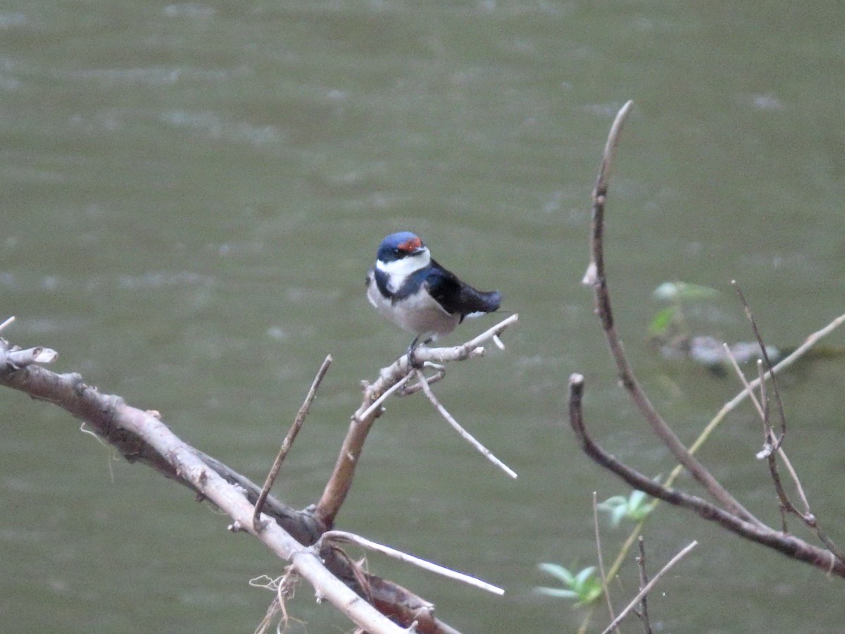 White-throated Swallow - ML636935342