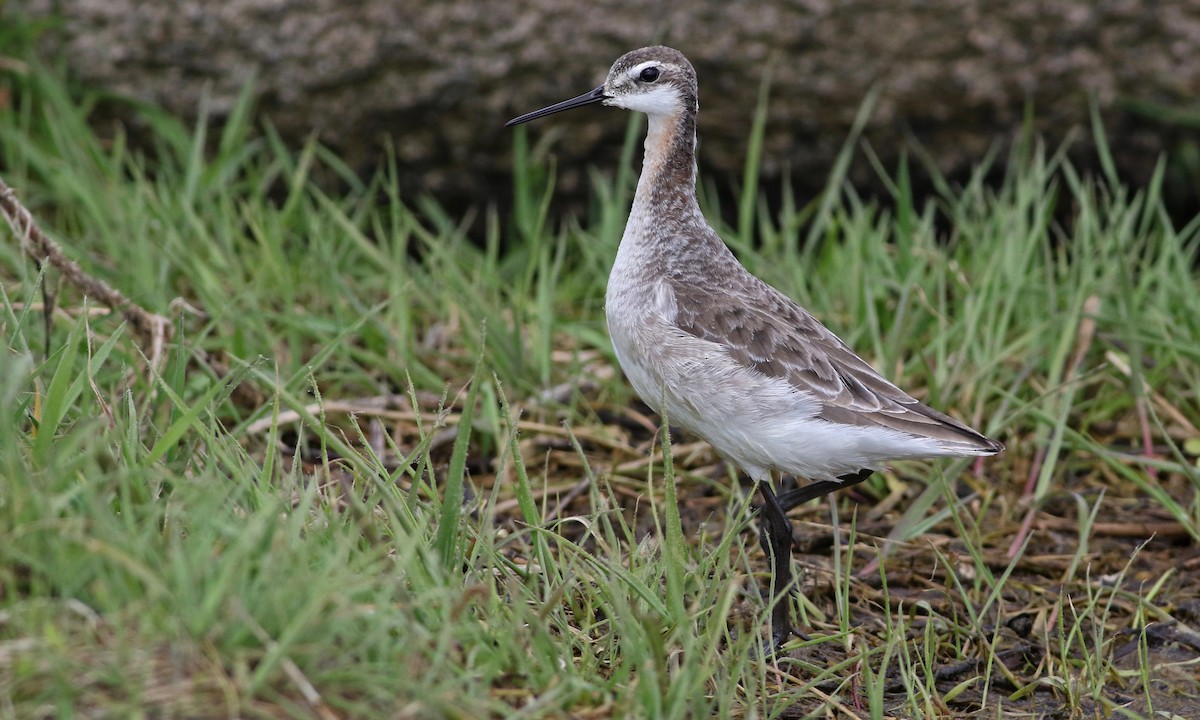 Wilson's Phalarope - ML63693541