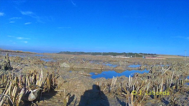 Reed Bunting - ML636935532