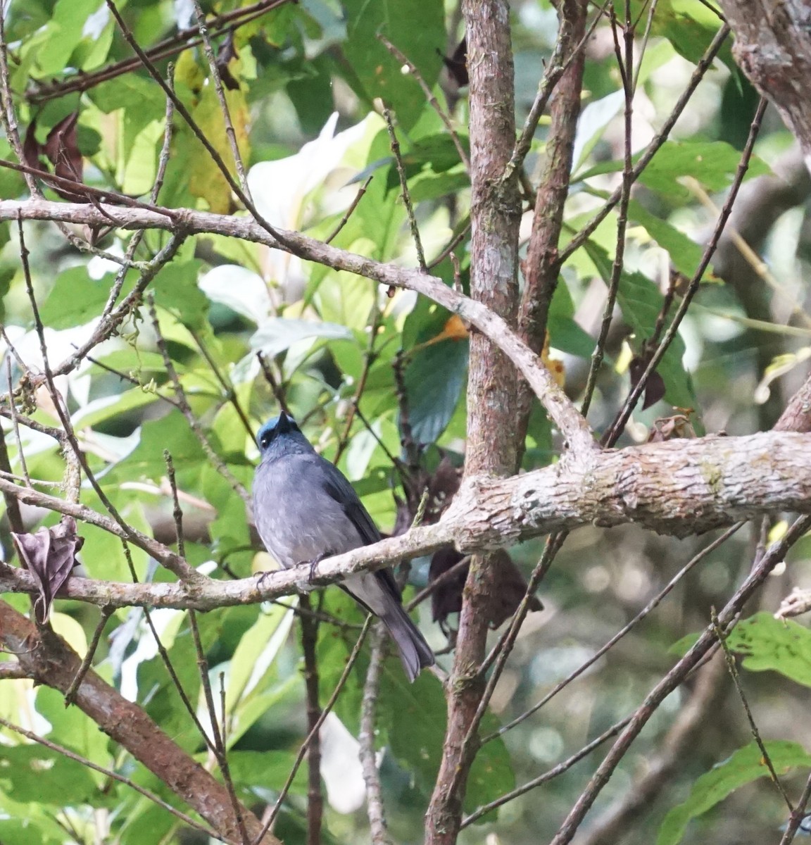 Dull-blue Flycatcher - ML636935589