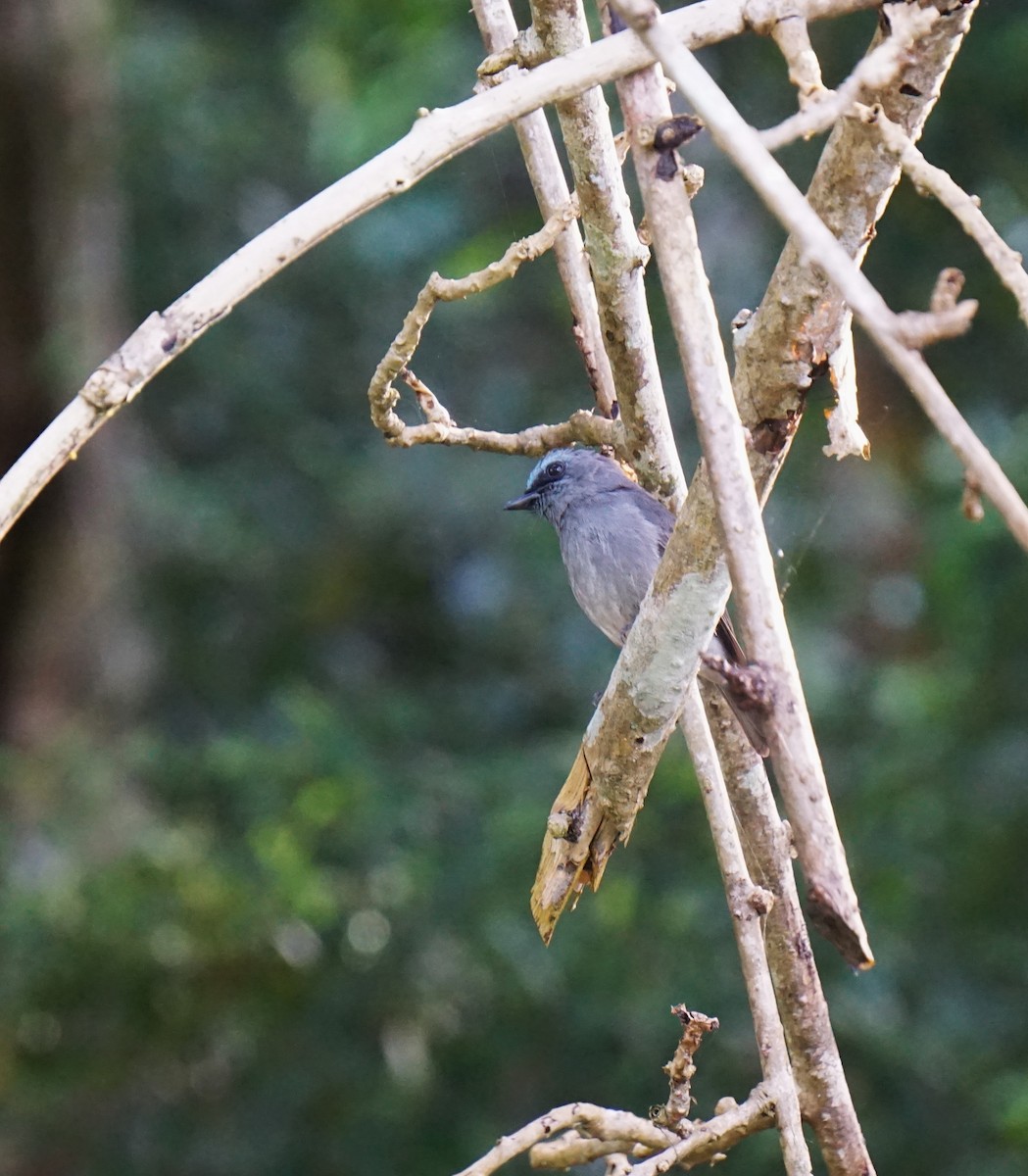 Dull-blue Flycatcher - ML636935590