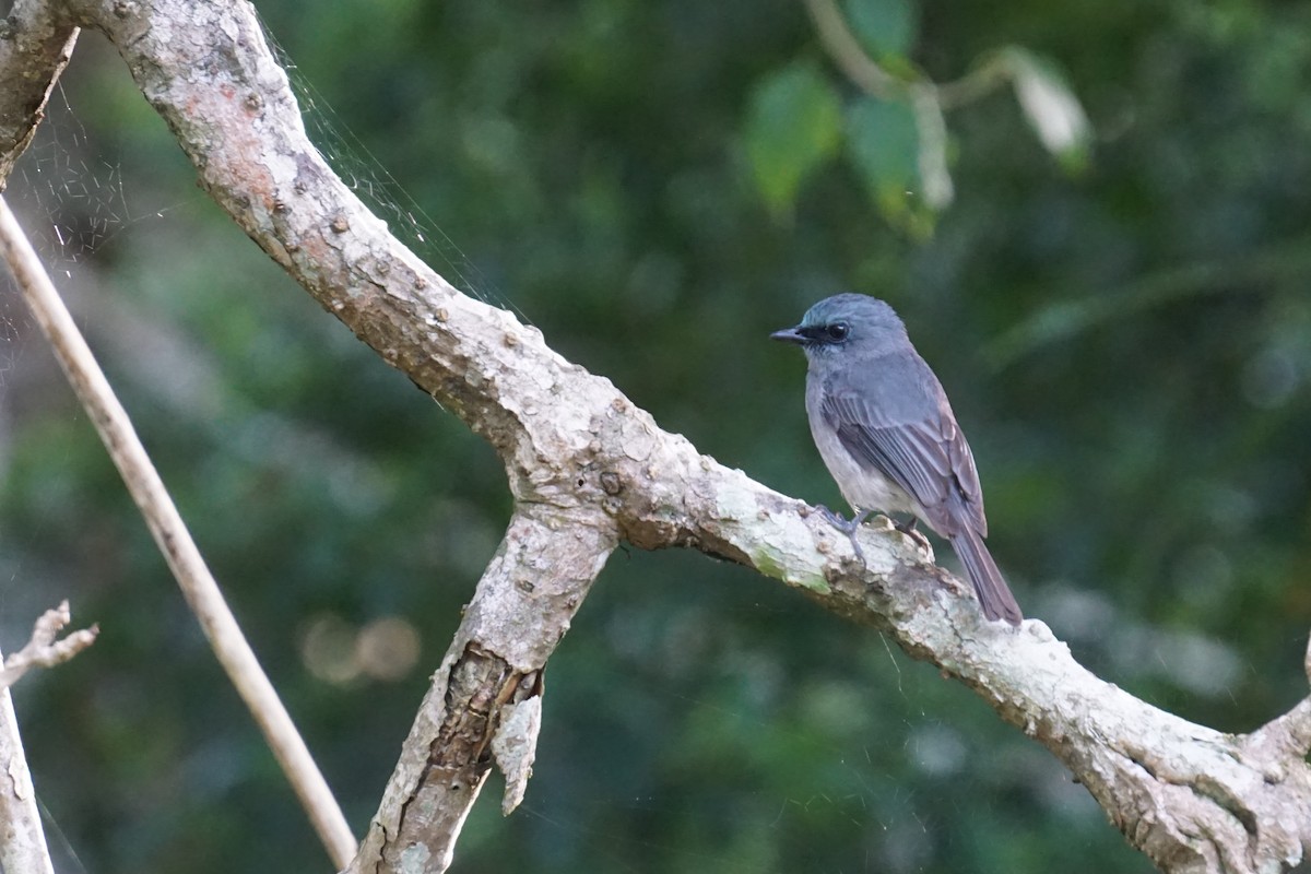 Dull-blue Flycatcher - ML636935591
