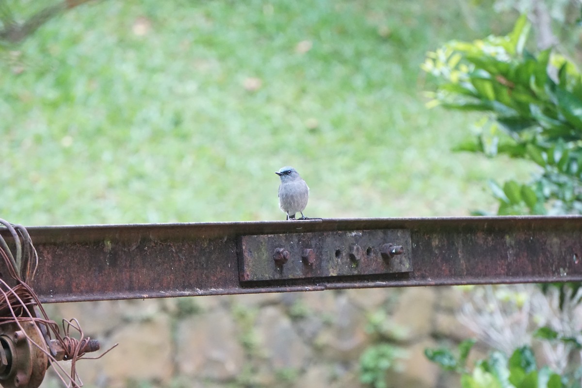 Dull-blue Flycatcher - ML636935592