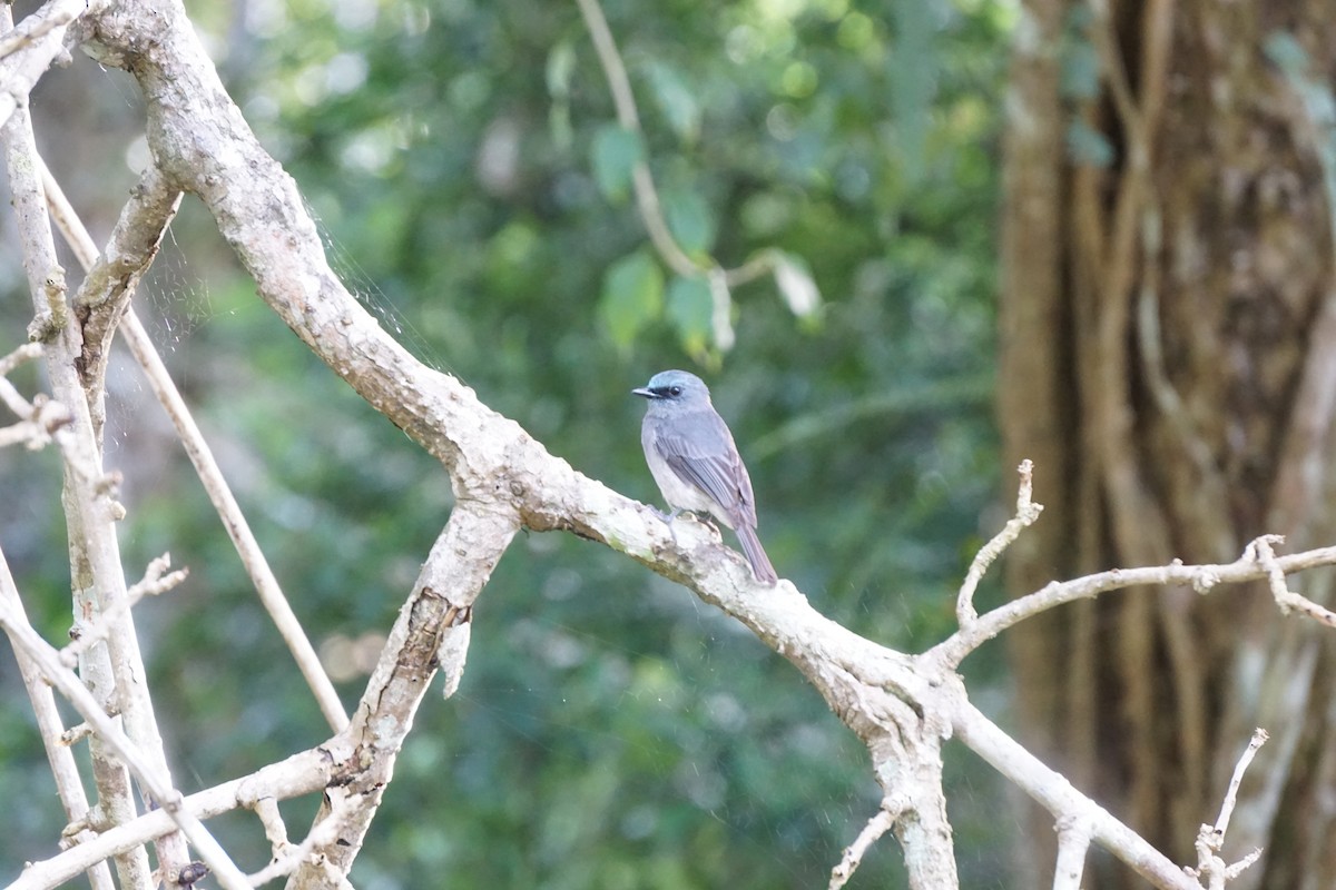 Dull-blue Flycatcher - ML636935593