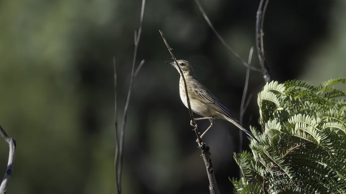 Buffy Pipit - ML636935597