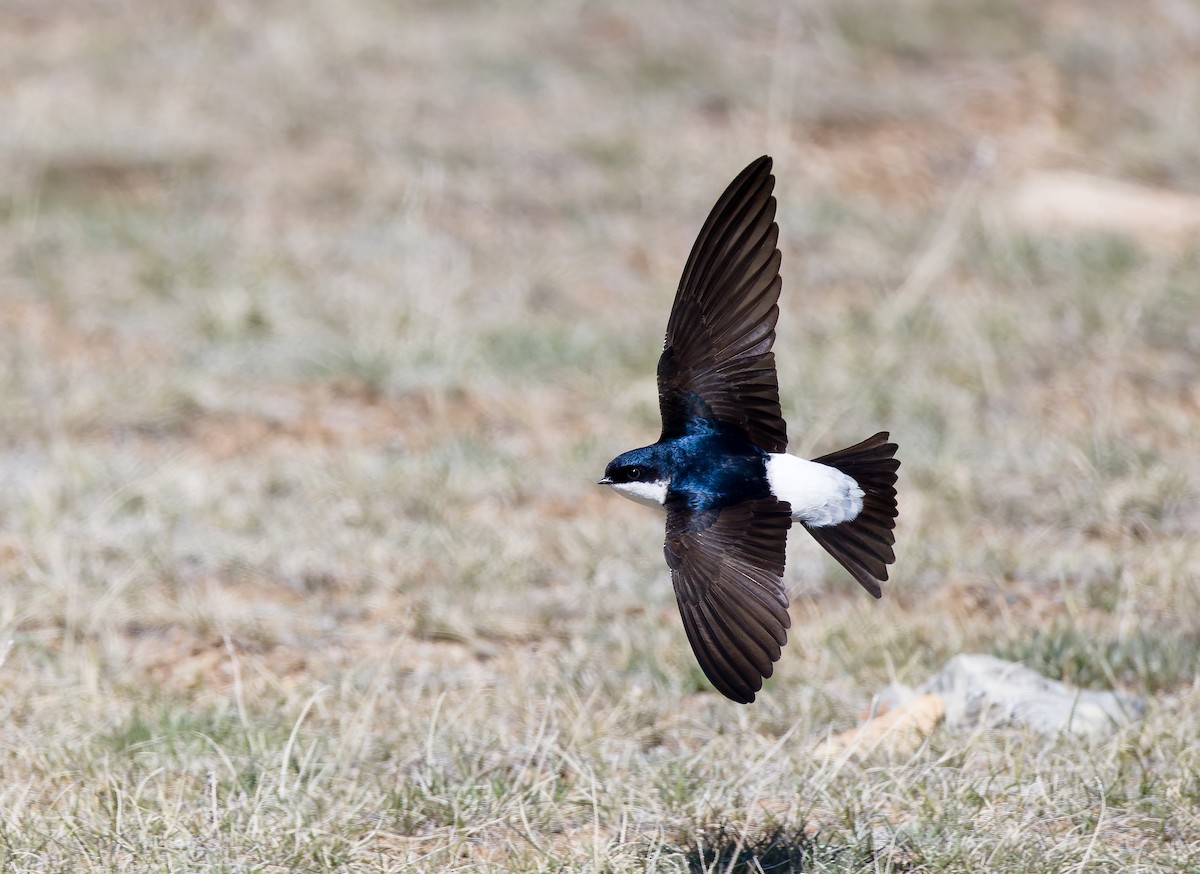 Siberian House-Martin - ML636935619