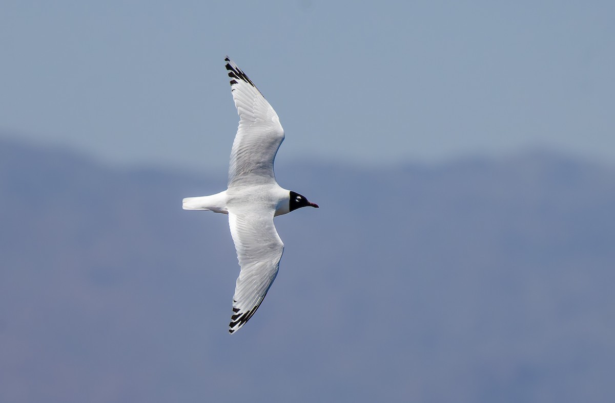 Relict Gull - ML636935639